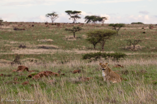 Illustration for article titled Photo Safari: Lions
